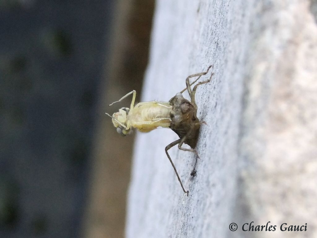 Scheda: Sympetrum fonscolombii